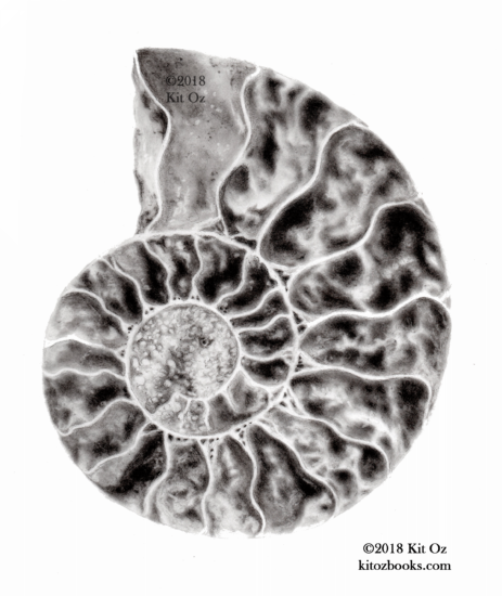 black and white image of an ammonite.