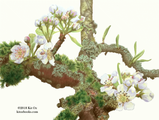 pear blossoms with moss and lichen