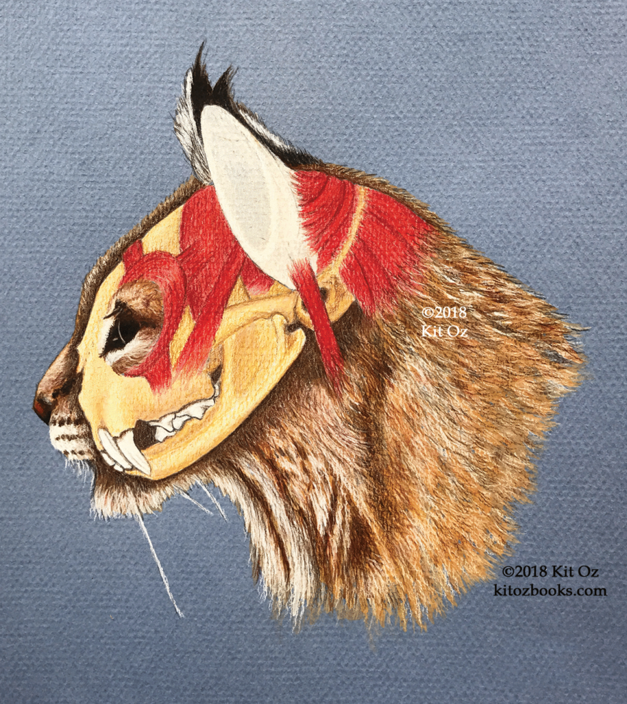 drawing of a bobcat head with skull, teeth, muscles, cartilage