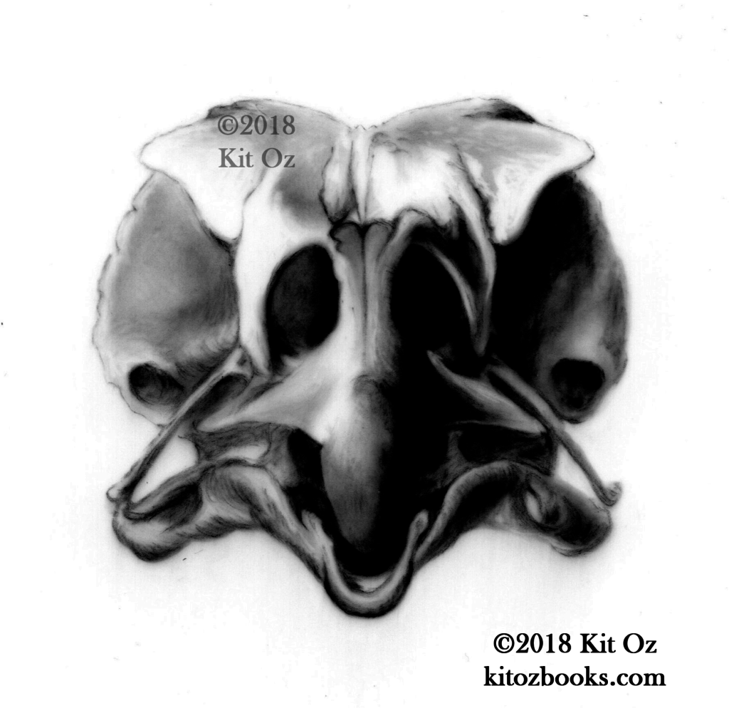 ominous chicken skull drawing in carbon dust
