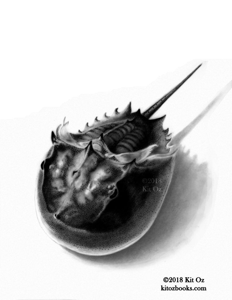 black and white drawing of horseshoe crab