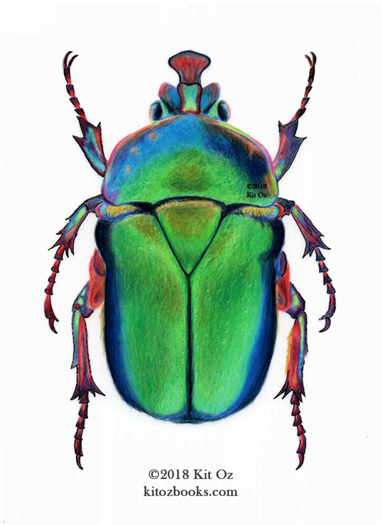 drawing of green beetle with rainbow colors in the legs.