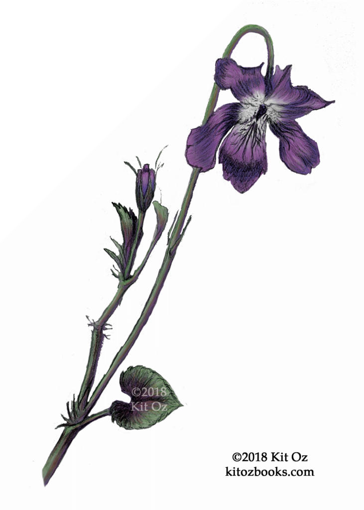 drawing of a wood violet