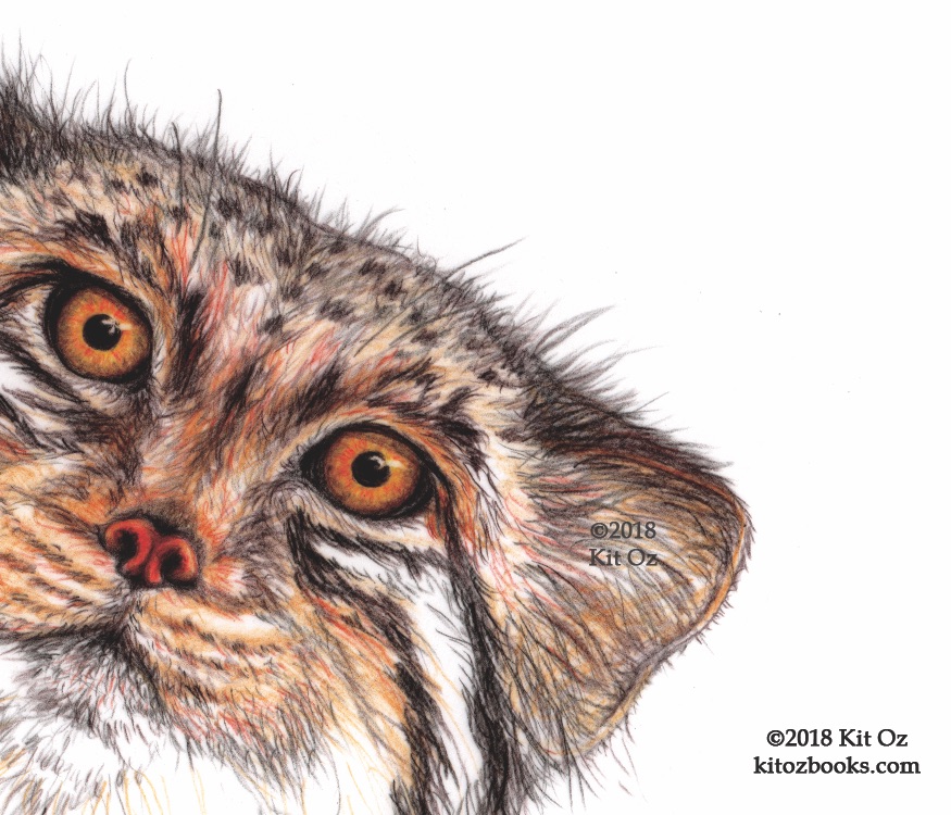 Pallas's cat, otocolobus manul, peeping in from the side of the page.