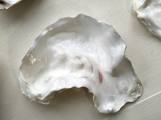 oyster shell before painting by Kit Oz