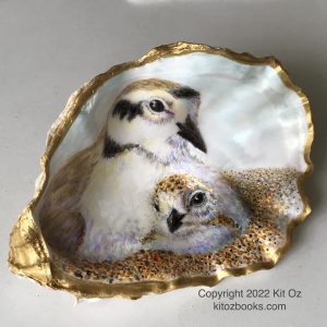 snowy plovers on oyster shell
