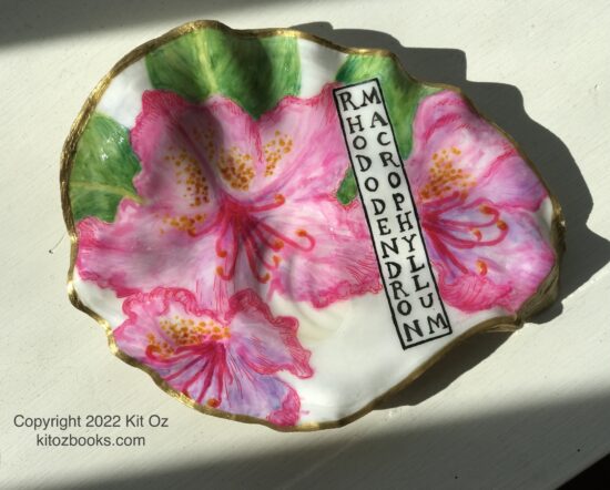 Three pink rhododendron flowers painted inside an oyster shell, with "Rhododendron Macrophyllum" written in a box.